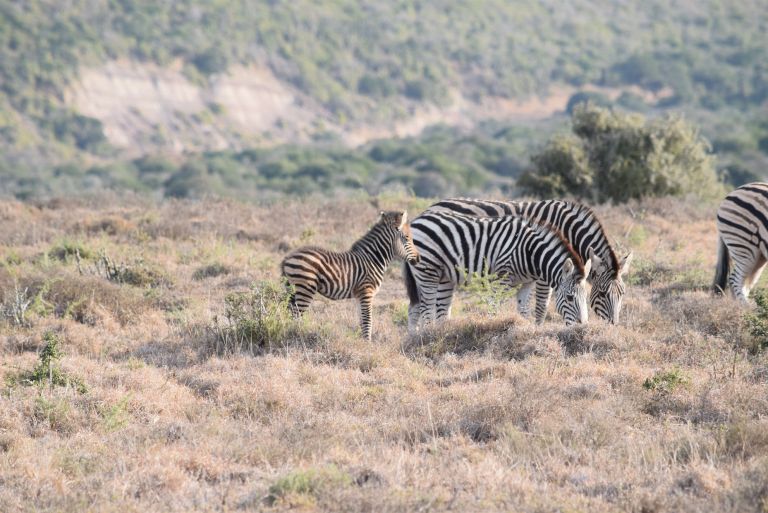 Fe Animal Management Study Tour 2016 3 41 Reaseheath College - Nature Illustrations - Gorgeous 4K Collection