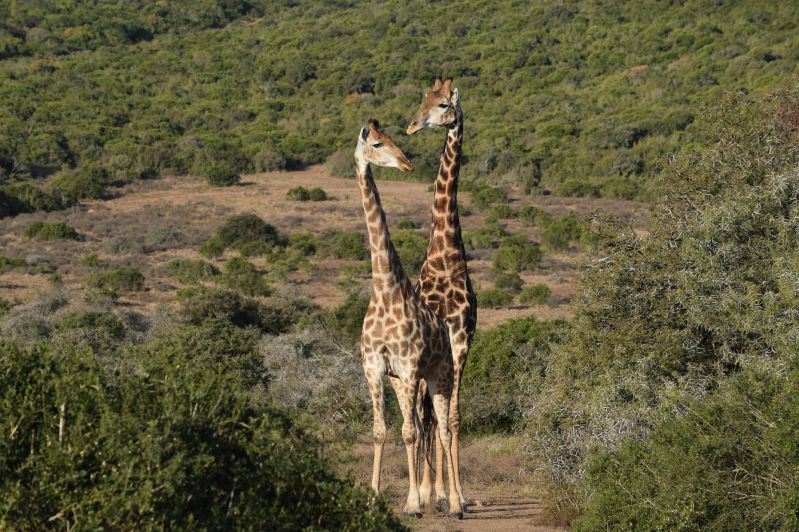 Animal Management Study Tour Reaseheath College - Download Elegant City Art | 8K