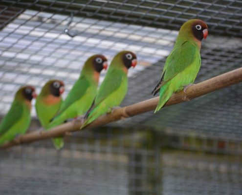 Animal Management Courses For Adult Learners Reaseheath College - Best Landscape Wallpapers in Retina