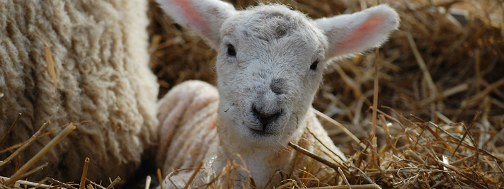 Reaseheath College Slider Reaseheath College - Download Creative Ocean Art | Desktop