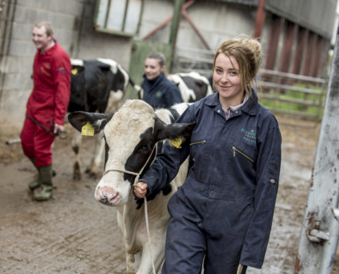 Buy My Flowers Now Reaseheath College Online Store - Modern Nature Background - 4K