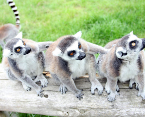 Riding Simulator Sessions Reaseheath College Online Store - Mountain Pictures - Creative Retina Collection