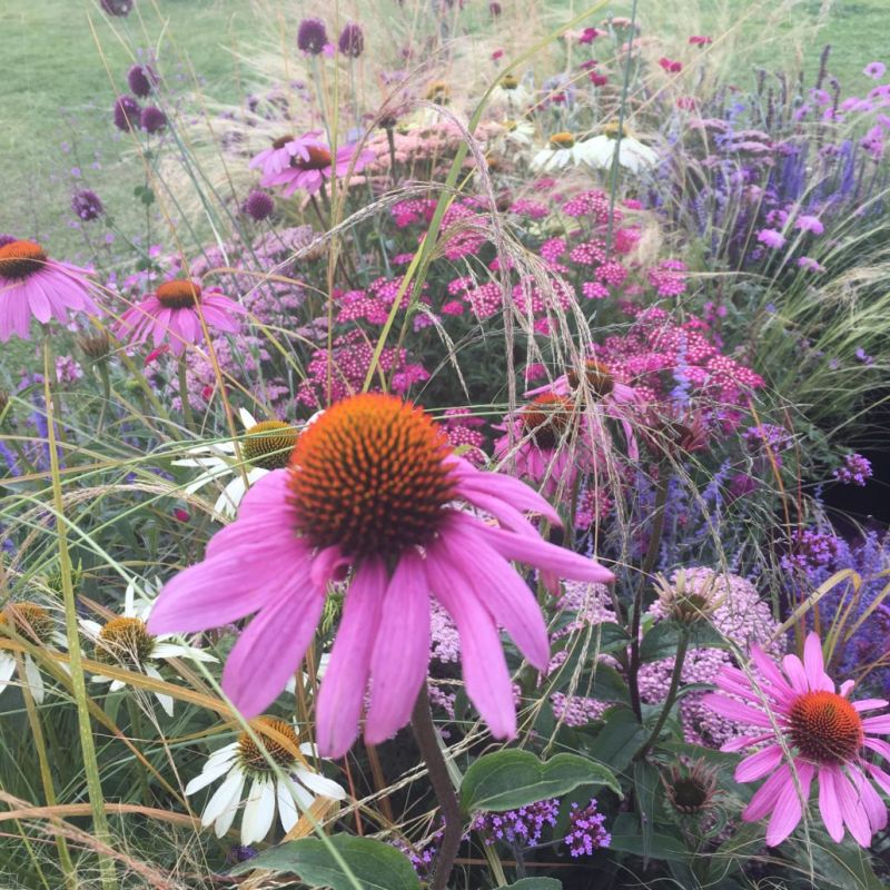 Reaseheath Lecturer Achieves Coveted Gold Medal At Rhs Tatton Park Reaseheath College - Mountain Illustrations - Perfect High Resolution Collection