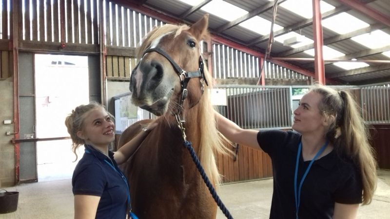 Reaseheath College Raises Understanding Of Equitation Science Reaseheath College - Download Stunning Abstract Texture | Retina