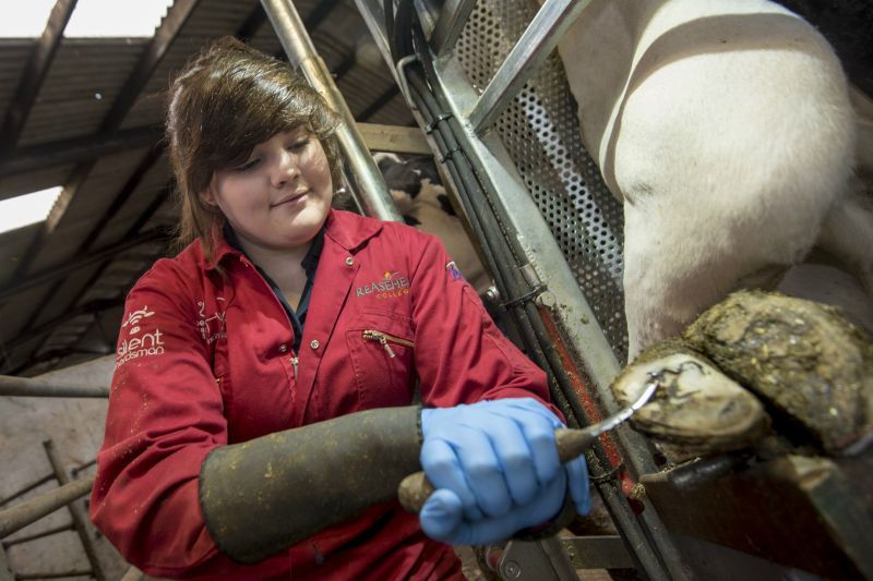 Agriculture Student Carrying Out Foot Trimming Reaseheath College - Creative Light Wallpaper - 8K