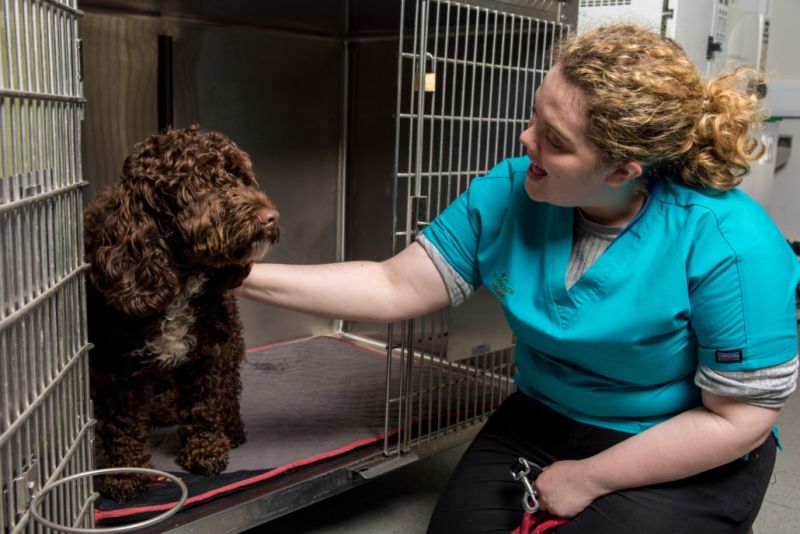 Vet Nursing Dec 17 2 Reaseheath College - Amazing Dark Illustration - 4K