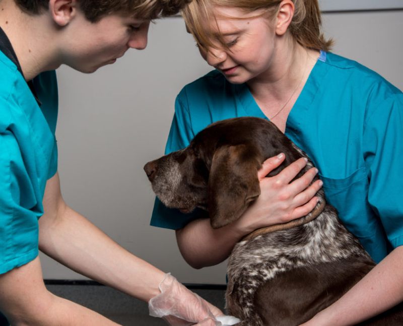 Veterinary Nursing Reaseheath College - Best City Photos in High Resolution