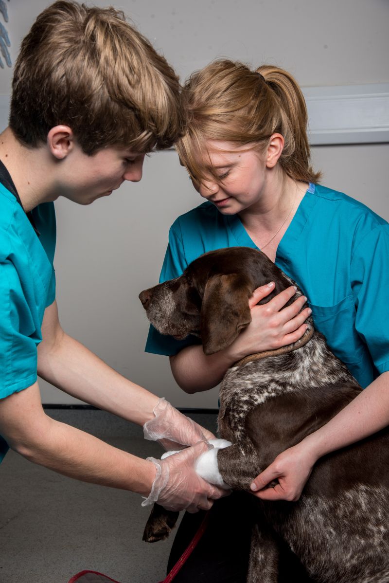 Vet Nursing Dec 17 1 Reaseheath College - Best Vintage Patterns in 8K