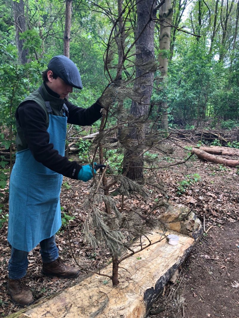 Forest College May 19 1 Reaseheath College - Mountain Art Collection - 8K Quality