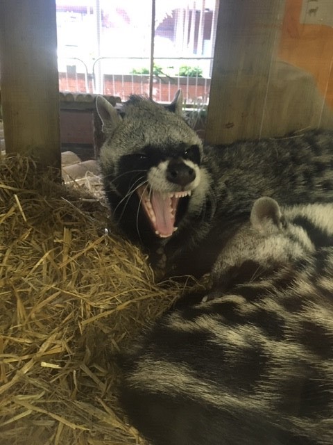 Reasheath Zoo Meet Our Animal 08 8 Reaseheath College - Incredible High Resolution Vintage Images | Free Download
