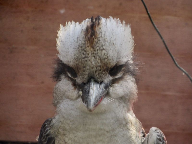 Reasheath Zoo Meet Our Animal 08 8 Reaseheath College - Gradient Design Collection - Full HD Quality