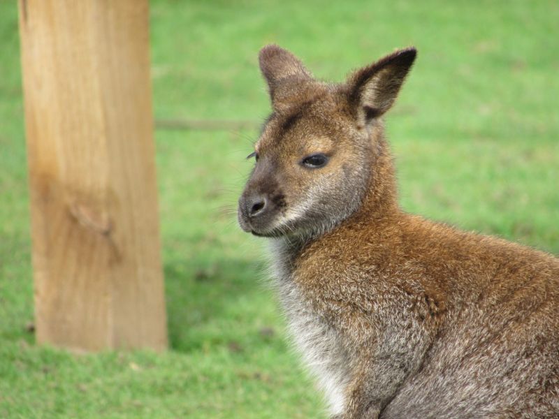 Reasheath Zoo Meet Our Animal 08 8 Reaseheath College - Premium Nature Background Gallery - Desktop