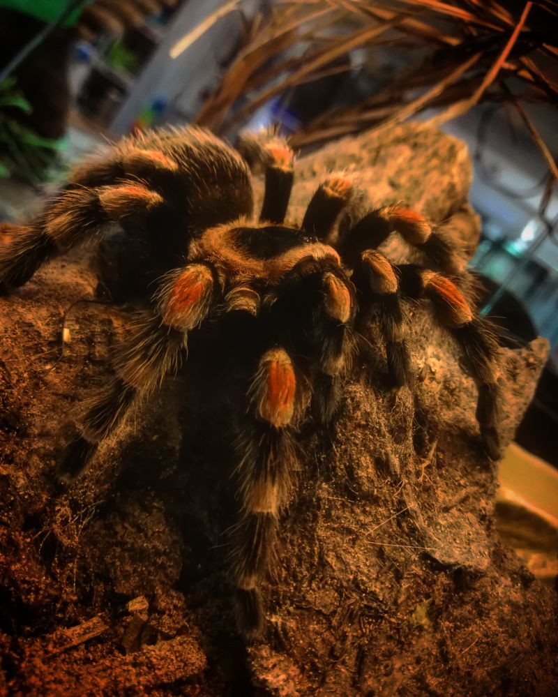 Reasheath Zoo Meet Our Animal 08 8 Reaseheath College - Premium Mountain Design Gallery - 4K