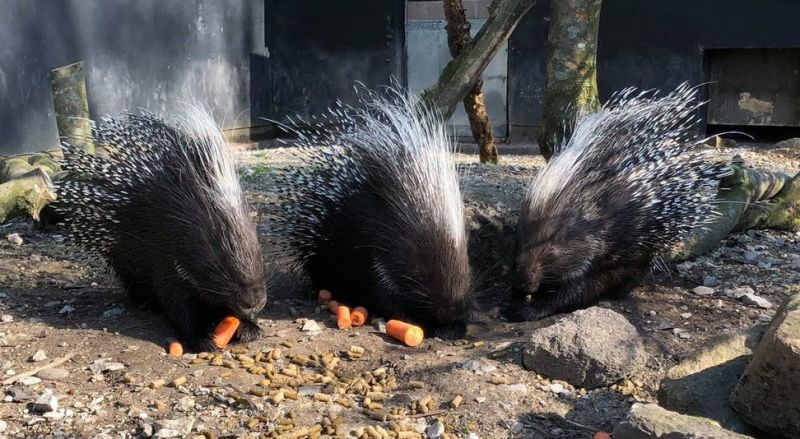 Reasheath Zoo Meet Our Animal 08 5 Reaseheath College - Premium Light Design Gallery - Desktop
