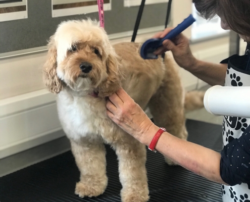 Animal Management Courses For Adult Learners Reaseheath College - Vintage Wallpaper Collection - Retina Quality