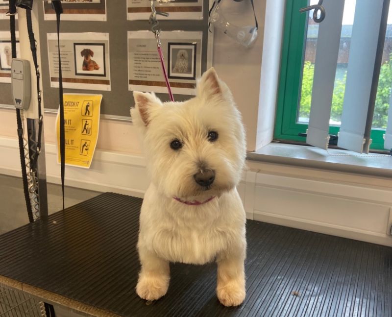 Animal Management Courses For Adult Learners Reaseheath College - Landscape Arts - Modern High Resolution Collection