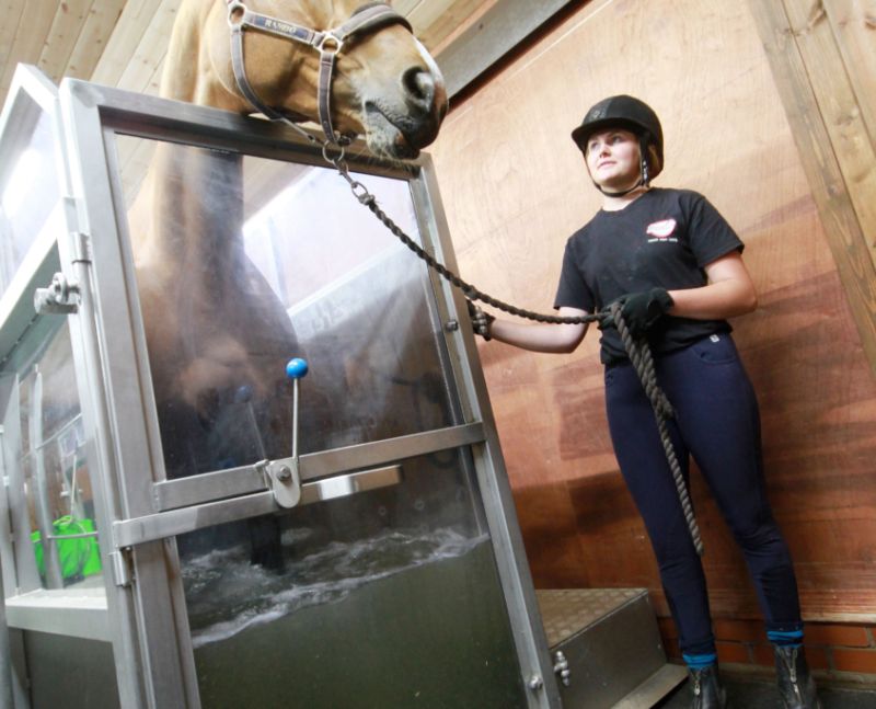 Equine Hydrotherapy Assistants Diploma Reaseheath Rookery - Professional 8K City Images | Free Download