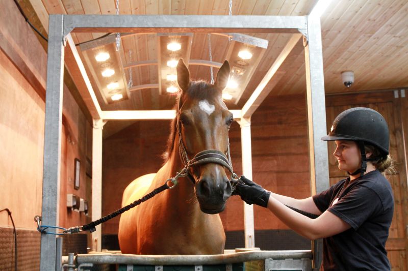 Rookery Equine Reaseheath College Equine Reaseheath College - High Resolution Light Illustrations for Desktop