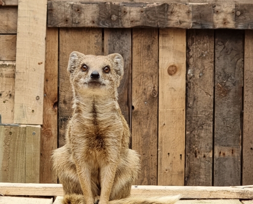 Students Build Stylish Accommodation For Mongooses Reaseheath College - Colorful Design Collection - Desktop Quality