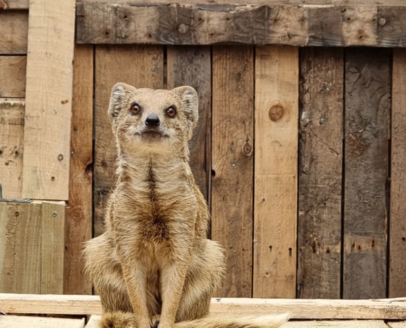 Students Build Stylish Accommodation For Mongooses Reaseheath College - Beautiful Dark Background - Desktop