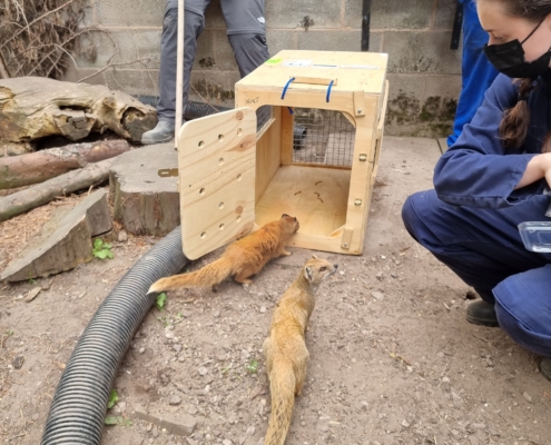 Mongooses Training Reaseheath College - Premium Light Background Gallery - Full HD