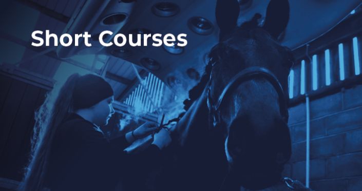 University Centre Reaseheath On Linkedin Itsinournatureucr Reaseheath Equine Equestrian - Sunset Wallpapers - Incredible 8K Collection