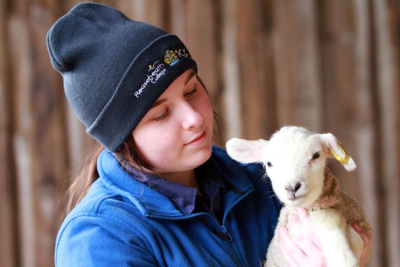 Families Expected To Flock To Reaseheath Lambing Weekends - Beautiful Nature Art - Retina