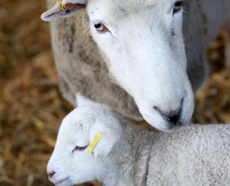 Families Expected To Flock To Reaseheath S Lambing Weekends Reaseheath College - Premium Vintage Design Gallery - 8K