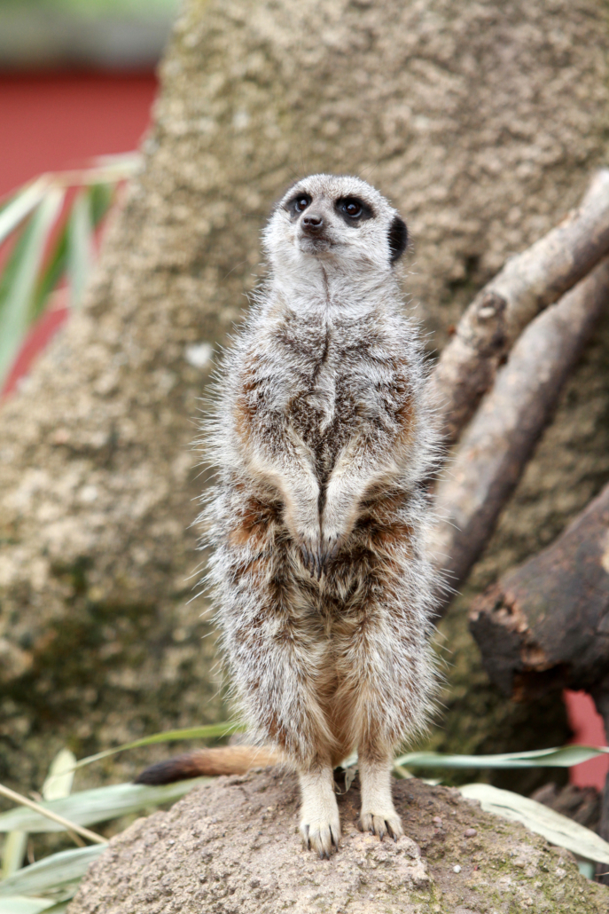 What It S Like To Study Animal Management At Reaseheath By Niamh Hearty - Full HD Ocean Designs for Desktop