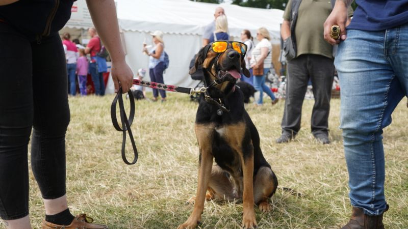 Nantwich Show Hailed Outstanding Success Reaseheath College - Light Pattern Collection - HD Quality