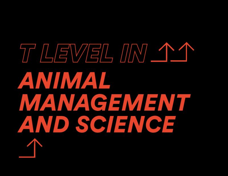 T Levels Courses We Offer Reaseheath College - Premium Ultra HD Gradient Images | Free Download