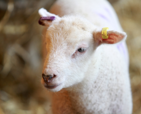 Reaseheath College Lambing Weekends Return Reaseheath College - High Quality Desktop Abstract Photos | Free Download