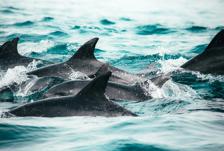Understanding a Team's Natural Development Process: The Tuckman Team Development Model