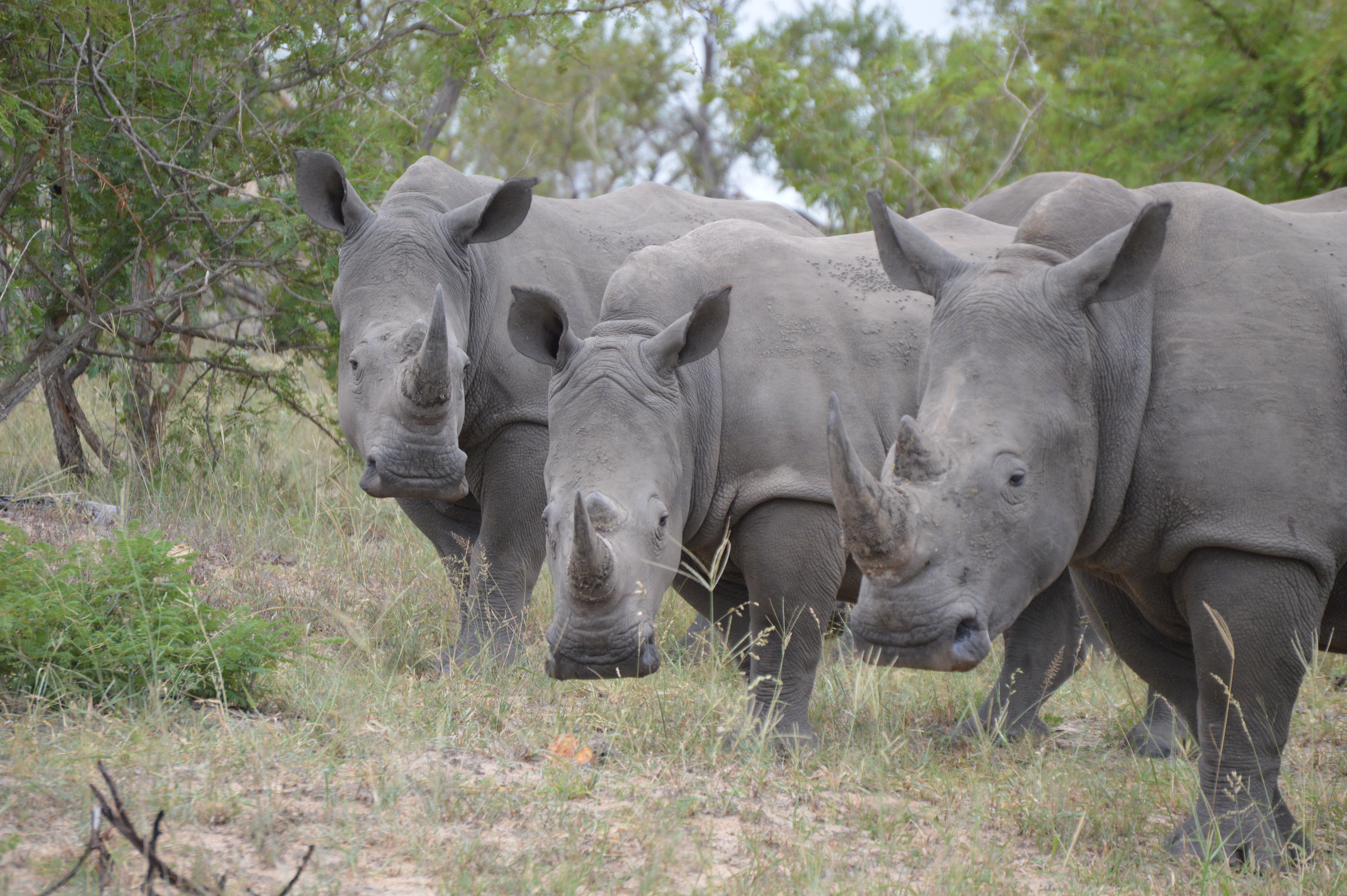Red Africa Safaris About Us