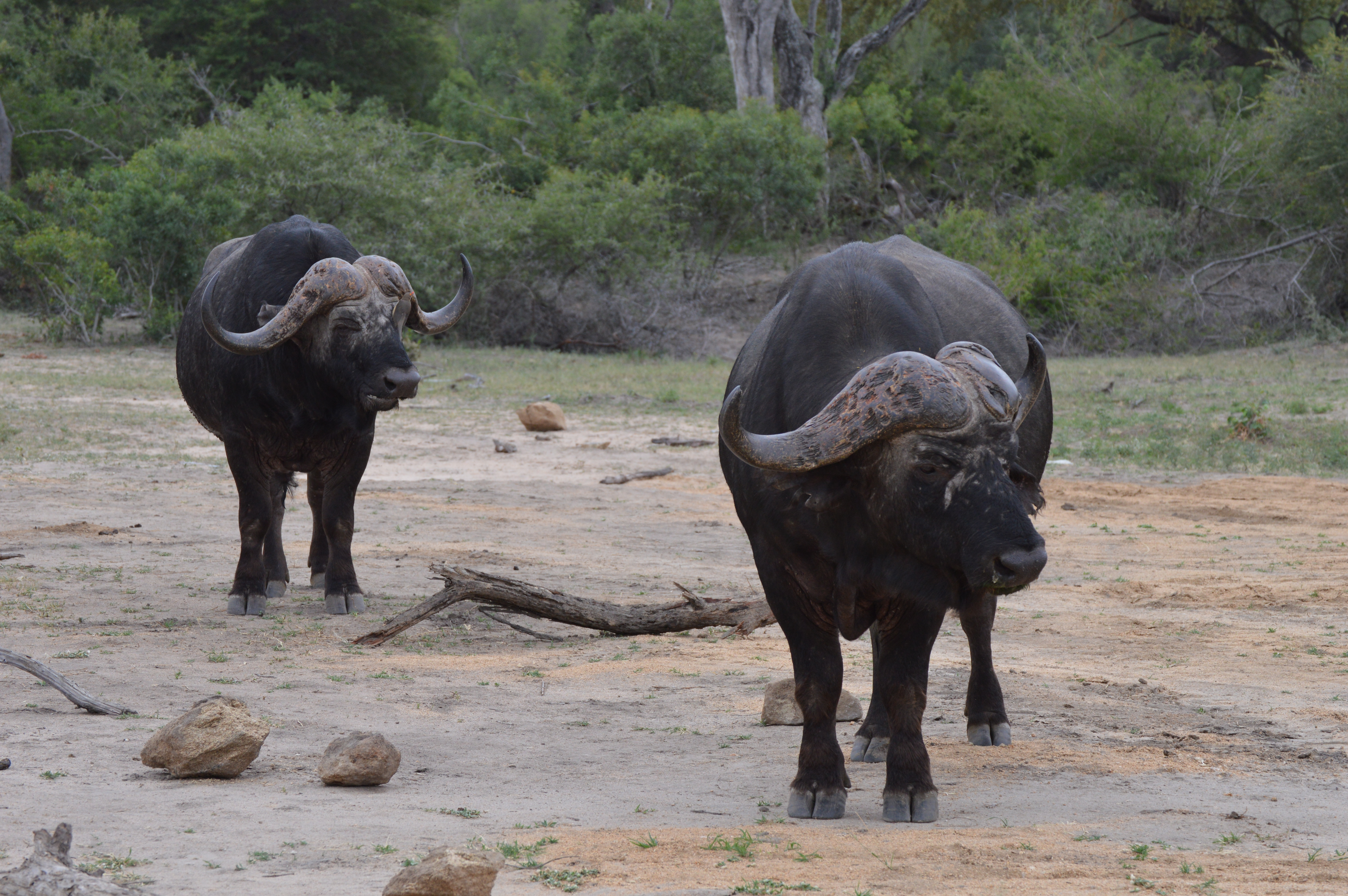 5 Day Kruger Safari Tour South Africa