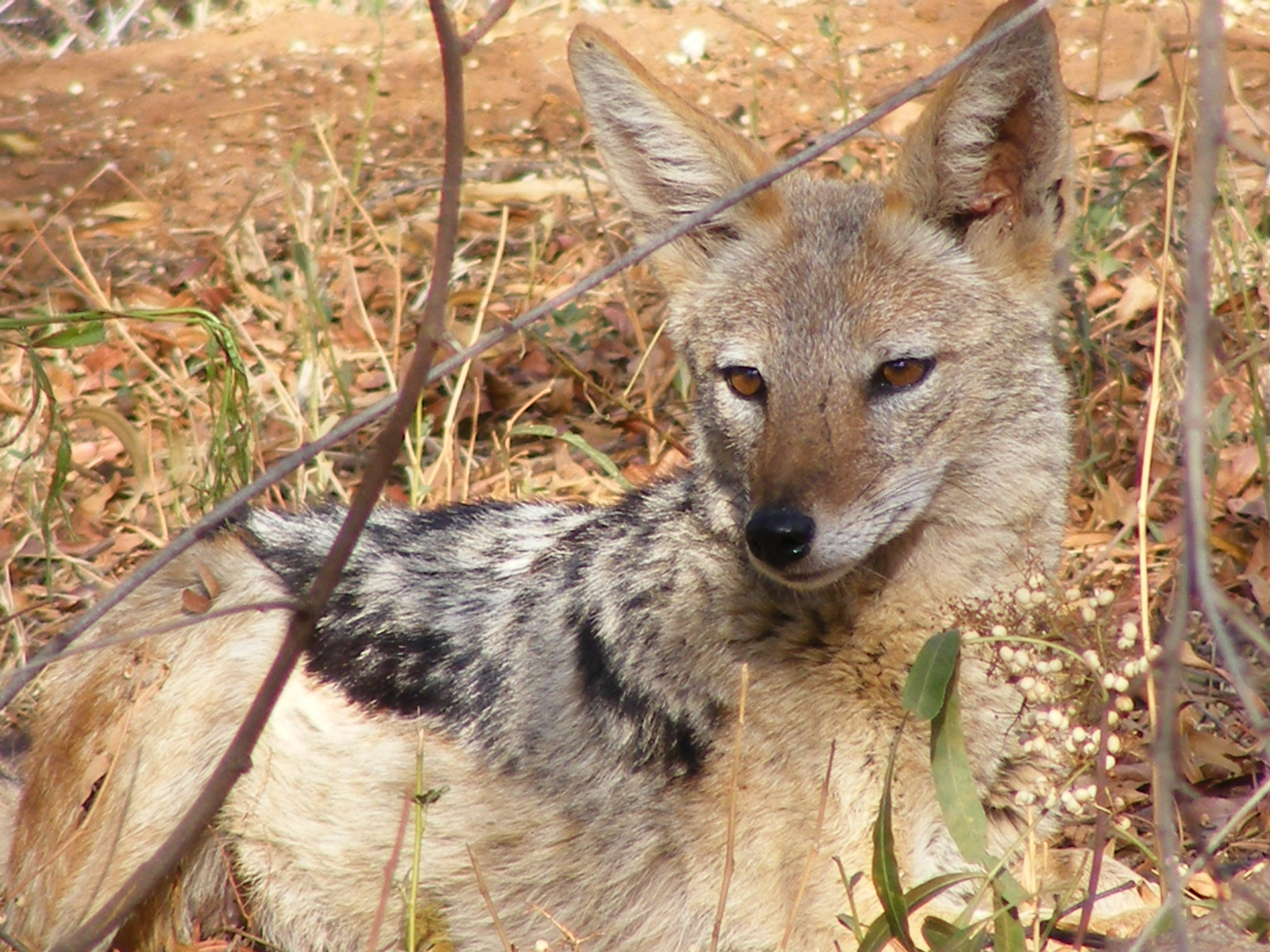 Types Of African Safari Tours And Activities