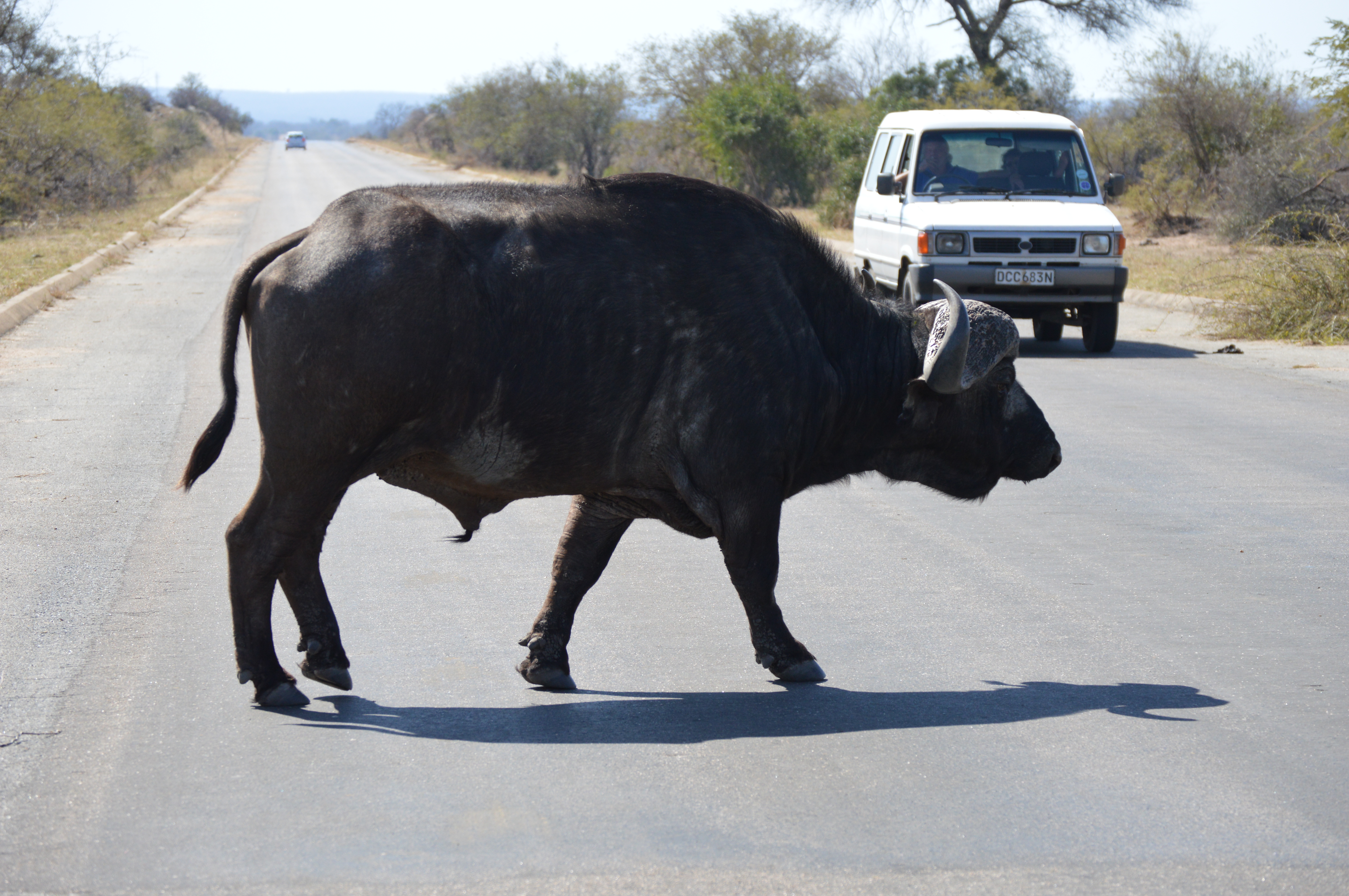 3 Day Self Drive Safari Tour Kruger National Park