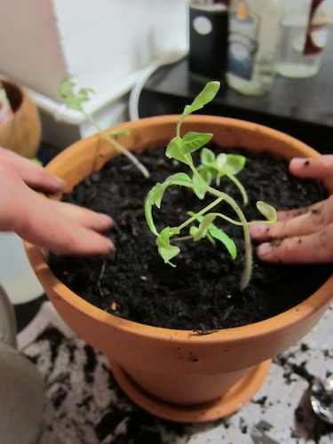 New Thyme Sprouts! | Red-Handled Scissors