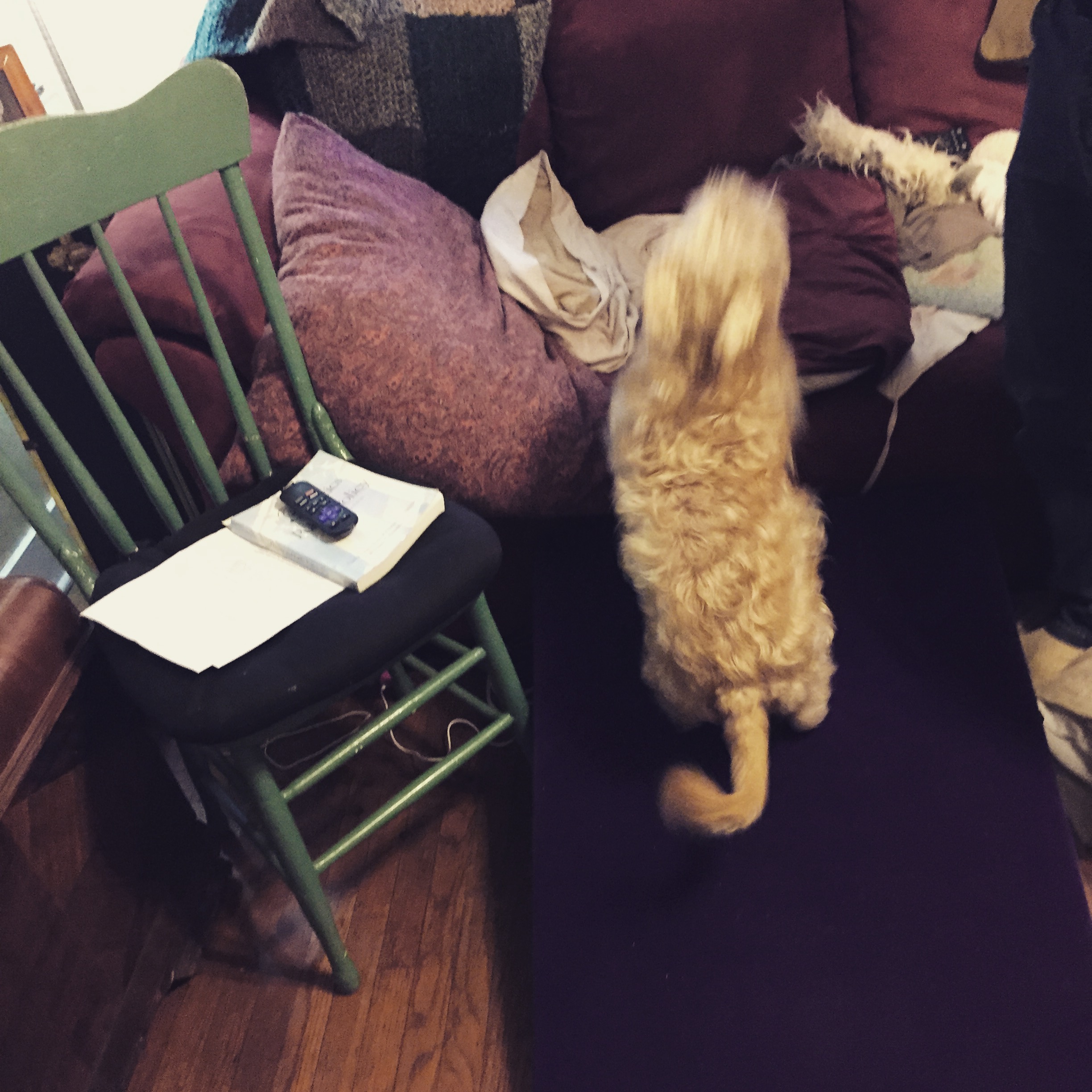 When my dog first discovered the ramp