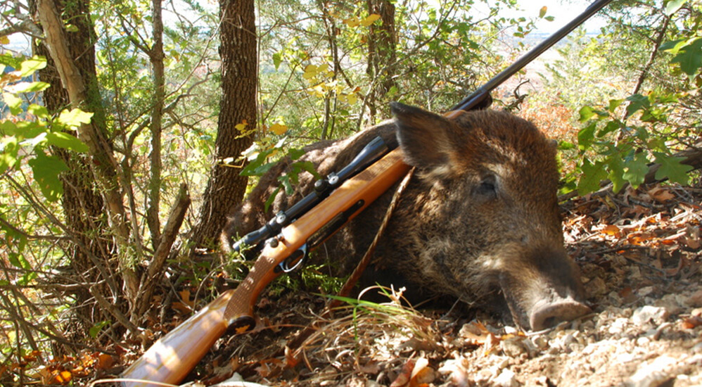 Weekend hunts (2 days/2 nights): North Texas Hog Hunts Red River Boar Hunting Trips Wild Hog Hunting Trips In Texas Dogs Pig Hunt Trophy Boar Fun Hunting Trips