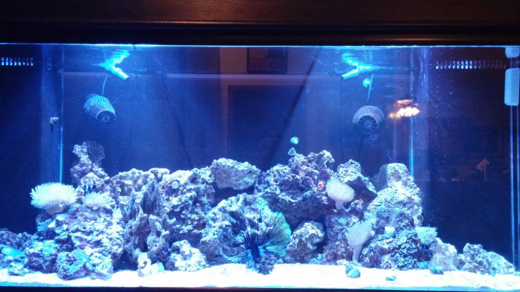 Where To Place Powerheads In Reef Tank Reef Craze For this reason you will want a union just.