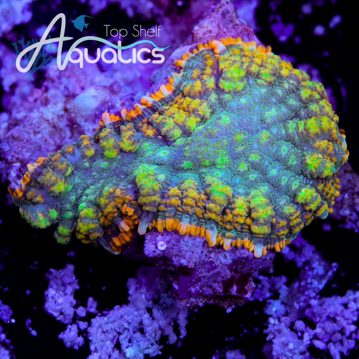 New York New Frags Mostly Zoas Tsa Mardi Gras Bounce Mushroom Some Galaxea Chunks Forest Fire Digi Reef2reef Saltwater And Reef Aquarium Forum New York New Frags Mostly Zoas Tsa Mardi Gras Bounce Mushroom Some Galaxea Chunks Forest Fire Digi Reef2reef Saltwater And Reef Aquarium Forum