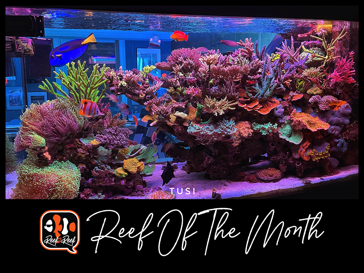 Proper Aquarium Water Quality Uv Sterilizer Selection Guide Besides this will provide more optimized water flow that will go through the sterilizer.