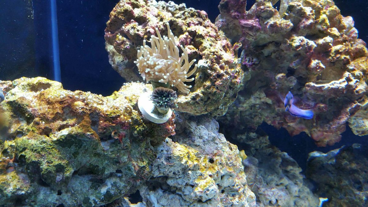 K Torch Coral Macro Lens Coral Ocean Life Torch Coral not extending.
