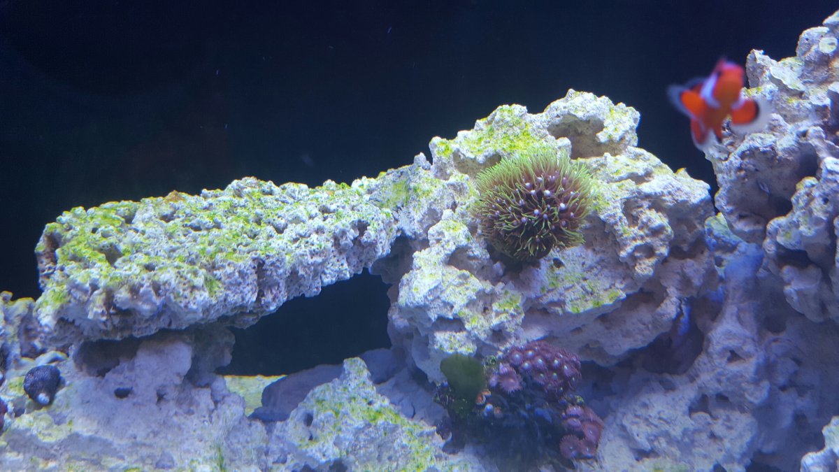 Bright Green Algae Neon Reef2reef Saltwater And Reef Aquarium Forum The bright green algae is not slimy and in a few spots the is red algae that is easy to clean off but im more concerned about the green stuff.