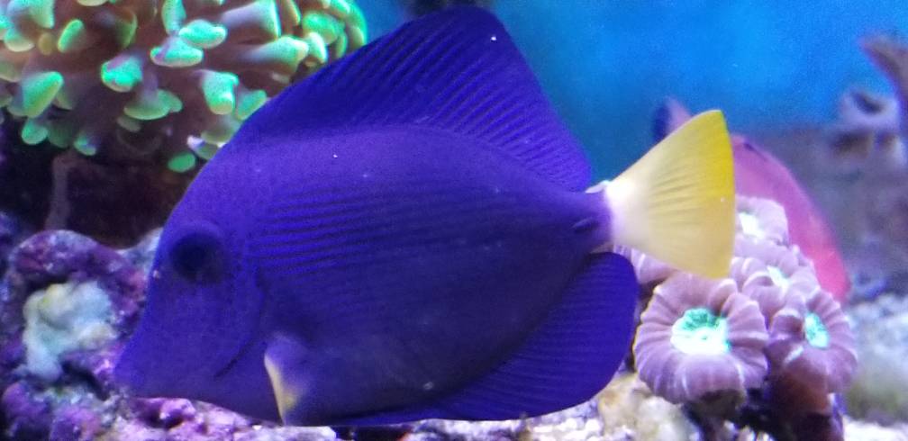 Two Purple Tang Questions Reef Central Online Munity Michael sent a replacement with no issues and it went through QT.