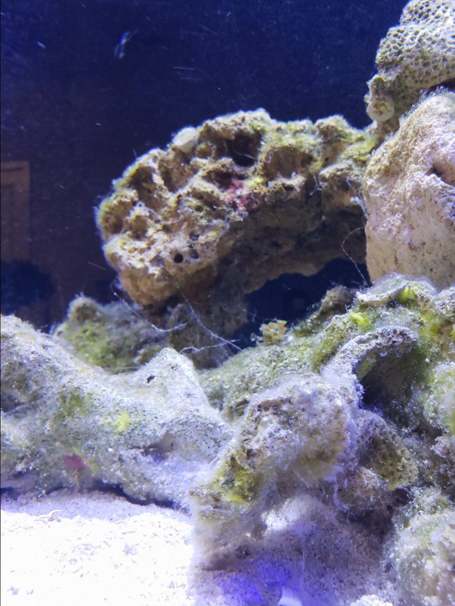 White Fuzzy Algae Looks Like Cotton Reef2reef Saltwater And Reef Aquarium Forum The pictures I provided are.
