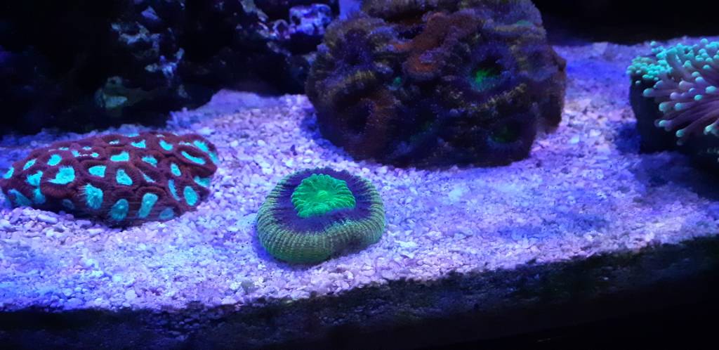 Wa Dragon Soul Favia Whitlyn Aquatics 