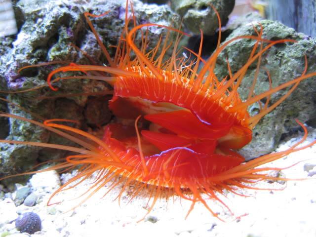 How To Care For Flame Scallops Reef2reef Saltwater And Reef Aquarium Forum 