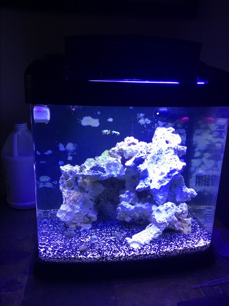 Nano Build Coralife Biocube 14 Reef2reef Saltwater And Reef Aquarium Forum 